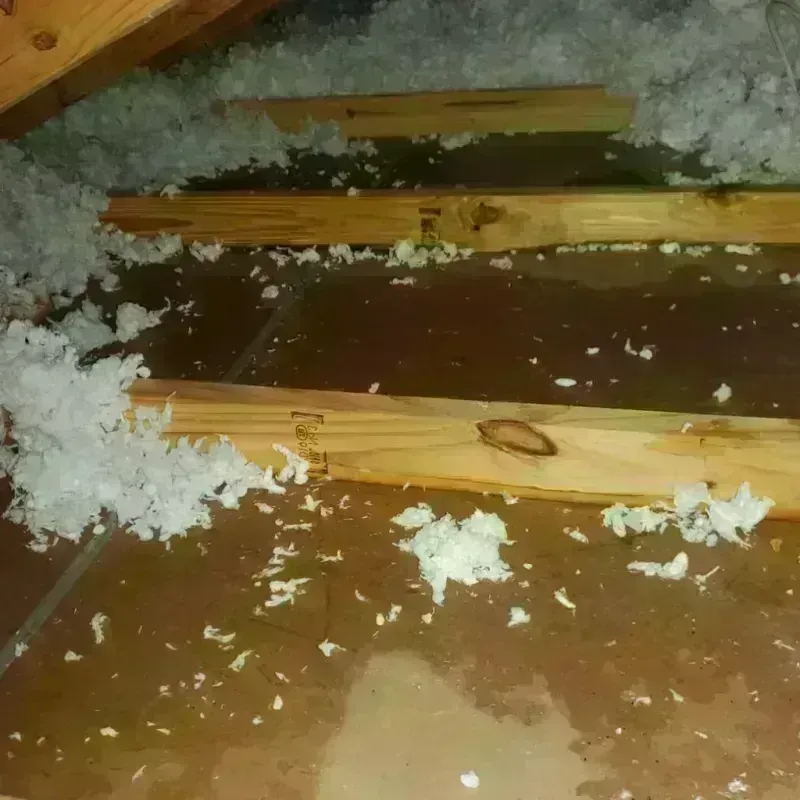 Attic Water Damage in Bellingham, WA