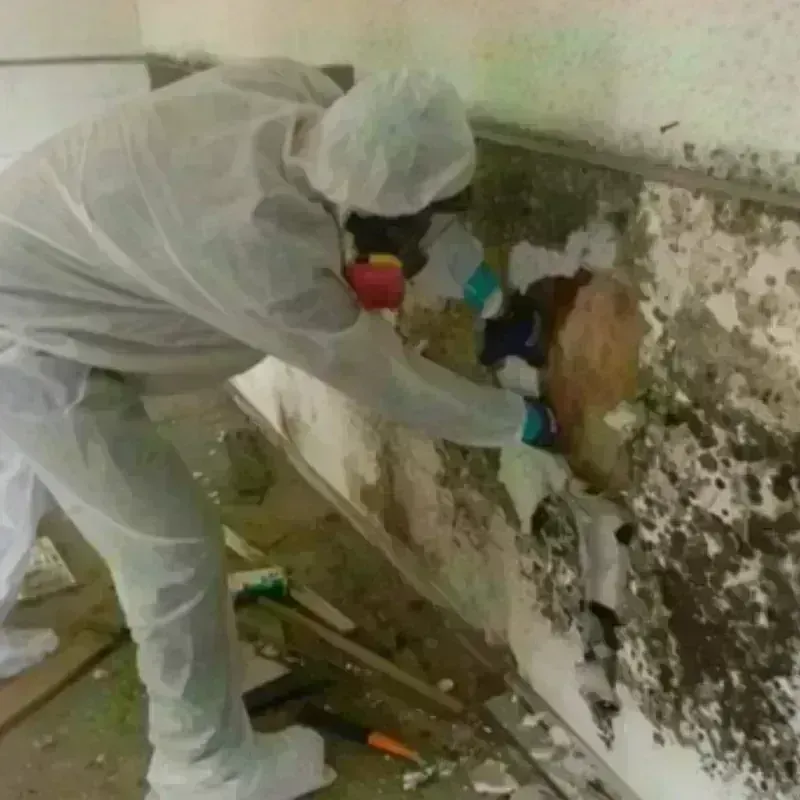 Mold Remediation and Removal in Bellingham, WA